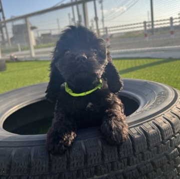 アメリカンコッカースパニエル【愛知県・男の子・2025年9月12日・ブラック】の写真「すくすく成長中✩⡱ナチュラルテール」