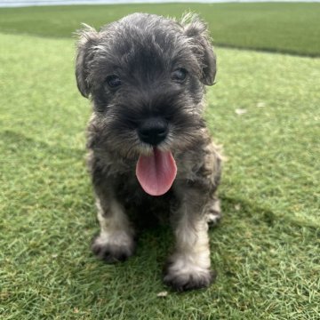 ミニチュアシュナウザー【愛知県・男の子・2025年7月19日・ソルト&ペッパー】の写真「小柄な子！すくすく成長中🍊ナチュラルテール」