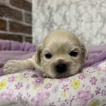 ペキプー(ペキニーズ×トイプードル)【愛知県・男の子・2025年11月12日・クリーム】の写真「すくすく成長中🍓」