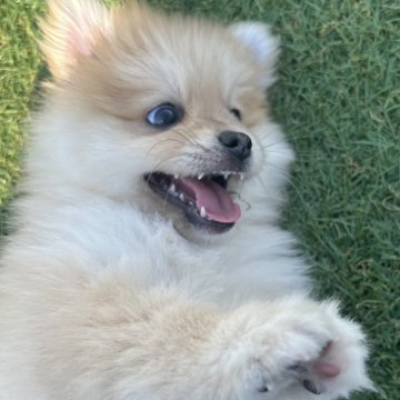 ポメラニアン【愛知県・女の子・2025年8月9日・オレンジ】の写真「すくすく成長中🌼」