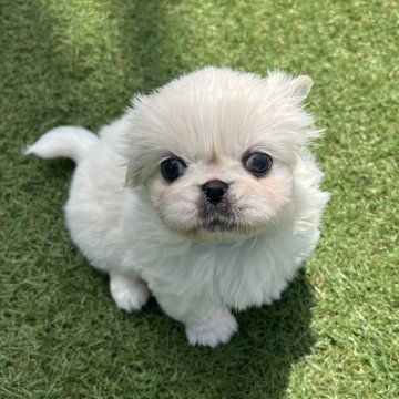 ペキニーズ【愛知県・女の子・2025年3月28日・ホワイト】の写真「すくすく成長中🪐」