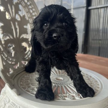 アメリカンコッカースパニエル【愛知県・男の子・2025年3月1日・ブラック】の写真「すくすく成長中🌱
ナチュラルテール」