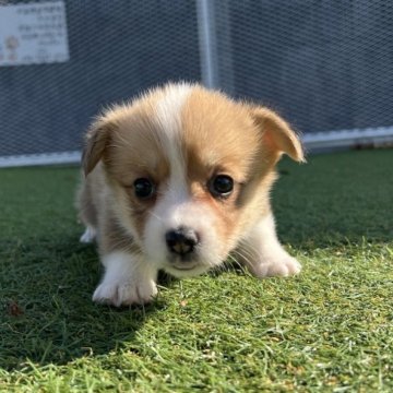 ウェルシュ・コーギー・ペンブローク【愛知県・女の子・2025年10月11日・レッド&ホワイト】の写真「すくすく成長中🍏
ナチュラルテール」