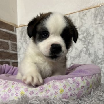 セントバーナード【愛知県・女の子・2025年11月10日・ブラウン&ホワイト】の写真「すくすく成長中🪐」