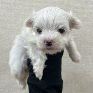 マルチーズ【愛知県・女の子・2025年4月26日・ホワイト】の写真「すくすく成長中🍀」