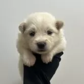 ポメラニアン