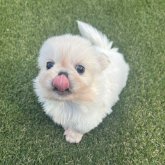 ペキニーズ