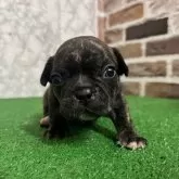 フレンチブルドッグ