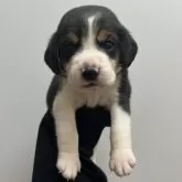 ビーグル