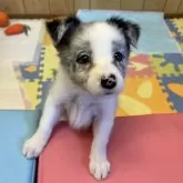 ボーダーコリー【愛知県・女の子・2025年6月14日・ブルーマール】の写真1