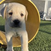 ラブラドールレトリバー