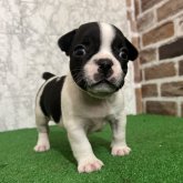 フレンチブルドッグ