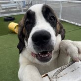 セントバーナード