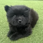 チャウチャウ