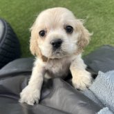 アメリカンコッカースパニエル