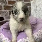 ボーダーコリー