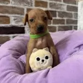 ミニチュアピンシャー【愛知県・女の子・2025年8月26日・レッド】の写真1