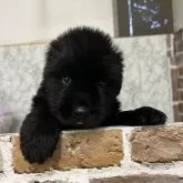 ニューファンドランド