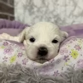 ペキプー(ペキニーズ×トイプードル)【愛知県・女の子・2025年11月12日・クリーム】の写真1