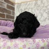 スタンダードプードル