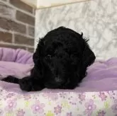 スタンダードプードル