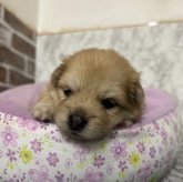 ポメラニアン