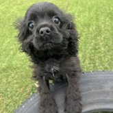 アメリカンコッカースパニエル