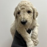 スタンダードプードル