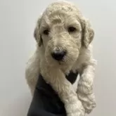 スタンダードプードル