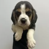 ビーグル