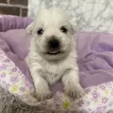 ウエストハイランドホワイトテリア