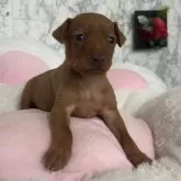 ミニチュアピンシャー【愛知県・女の子・2024年11月16日・レッド】の写真1