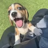 ビーグル