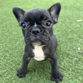 フレンチブルドッグ