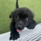 ニューファンドランド