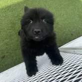 ニューファンドランド