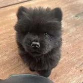 チャウチャウ