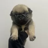 パグ