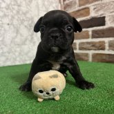 フレンチブルドッグ