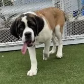 セントバーナード