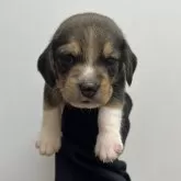 ビーグル