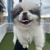 ペキニーズ