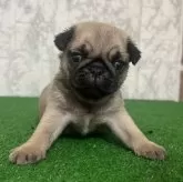 パグ