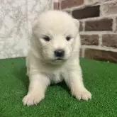 サモエド