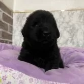 ニューファンドランド