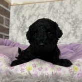 スタンダードプードル