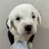 オールドイングリッシュシープドッグ【愛知県・女の子・2025年3月29日・グレー&ホワイト】の写真1