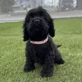 アメリカンコッカースパニエル