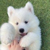 サモエド