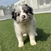 ボーダーコリー